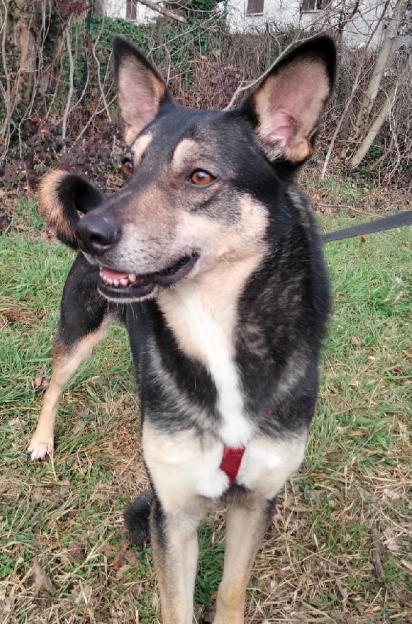 Bolt idoneo a tutti, taglia media contenuta Foto 2